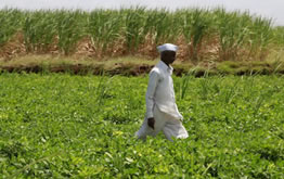 Organic Farming